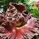 Illustration for article titled Why Did Plants Evolve These Weird and Horrific Flowers?